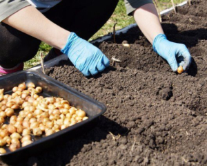 Когда лучше садить чеснок и лук: лунный календарь на ноябрь