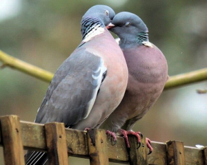 День Анастасії Римлянки: від чого утриматись сьогодні, щоб вберегтись від втрат