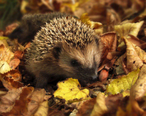 Синоптики порадовали прогнозом на 30 октября