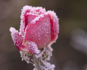 Какие сорта роз больше всего боятся мороза: идеи, как их защитить