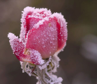 Какие сорта роз больше всего боятся мороза: идеи, как их защитить