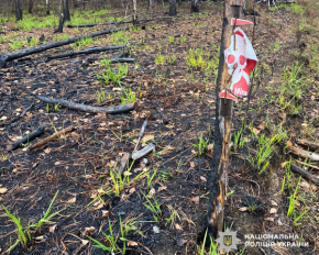 На Житомирщині п'ятеро людей підірвалися на мінах у лісах