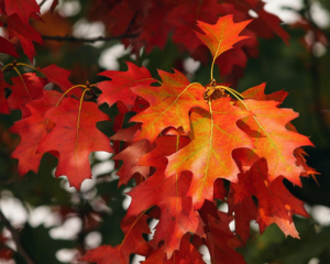 Мінлива хмарність і невеликі дощі: яка погода буде сьогодні