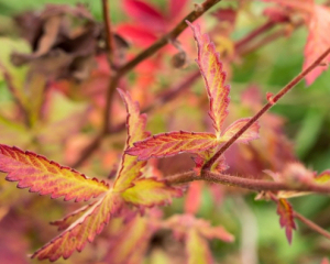 Туман и почти без осадков: синоптики назвали прогноз погоды на 1 и 2 ноября