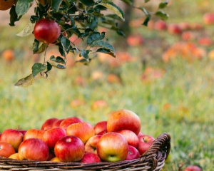 Как правильно собрать яблоки, чтобы долежали до весны