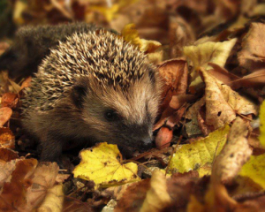 Синоптики порадовали прогнозом на вторникм
