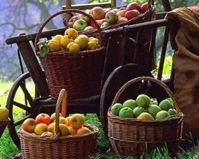 Не потеряют вкуса и сочности: какие сорта яблок лучше всего сохраняются до весны