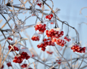 Синоптик дав прогноз на прийдешню зиму