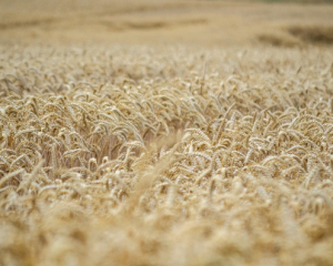 Украинские аграрии ожидают рекордный урожай