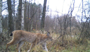В Чернобыльской зоне заметили рысь: чем интересно это животное