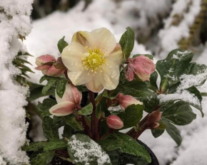 Які квіти цвітуть взимку: п'ять найвитриваліших, що не бояться морозу