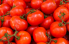 В Украине дешевеют тепличные помидоры: назвали причины