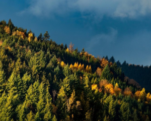 Туманы и до +16 градусов тепла: синоптики рассказали о погоде на 8 ноября