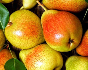 П'ять причин їсти груші щодня і з чим їх поєднувати