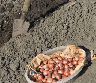 Последние дни для посадки озимого чеснока и лука: сколько есть времени, чтобы семена успели укорениться до морозов