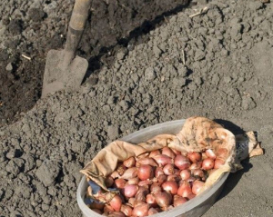 Останні дні для посадки озимового часнику та цибулі: скільки є часу, щоб насіння встигло вкоренитись до морозів