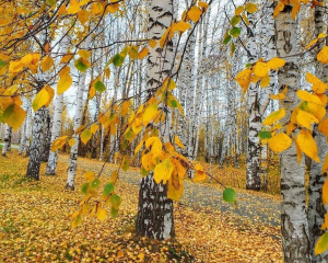 Избегайте ссуд и конфликтов: запреты в день Теодора Студита