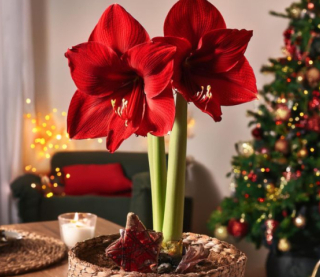 Яку кімнатну рослину посадити, щоб пишно зацвіла на Різдво