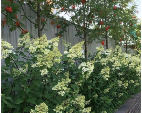 Яке дерево посадити на подвір'ї, щоб у домі панував спокій і добробут