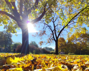 Накличе негаразди в особисте життя: що не можна купувати 12 листопада