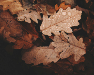 В ближайшие дни Украину накроют туманы, дожди и магнитные бури