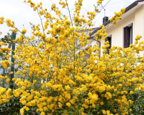 Станут фаворитами сада: восемь кустарников, которые дарят тепло и уют осенью