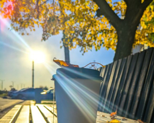 Будь-яка подорож буде вдалою: прикмети в день Івана Златоустого