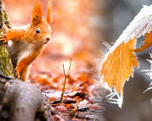 Синоптики прогнозируют потепление в конце недели, а с 18 ноября - новое похолодание