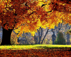 Синоптики удивили прогнозом: в ноябре ожидается до +18°С