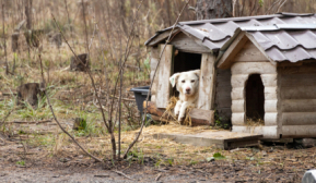 Ежемесячно требуется 25 кубов дров для обогрева и приготовления пищи - репортаж из приюта для животных