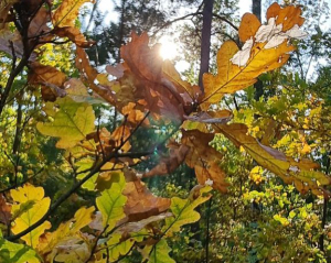 На Украину надвигается похолодание: синоптики прогнозируют первые &quot;минусы&quot;