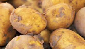 В Украине резко упала цена на картофель из-за проблем со сбытом