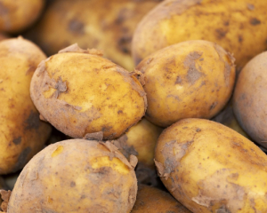 В Украине резко упала цена на картофель из-за проблем со сбытом