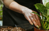 Идеальный дренаж и природный разрыхлитель: что добавить в горшки с комнатными растениями
