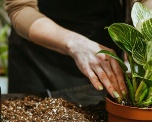 Идеальный дренаж и природный разрыхлитель: что добавить в горшки с комнатными растениями