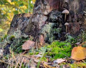 Украину накроют туманы: на выходных местами мелкие дожди