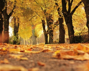 Облачная суббота: где в Украине сегодня пройдет дождь