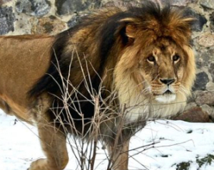 В Хмельницком из реабилитационного центра сбежали два льва: что известно