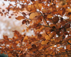 В Украине облачно, местами дождь и мокрый снег: прогноз на 16 ноября