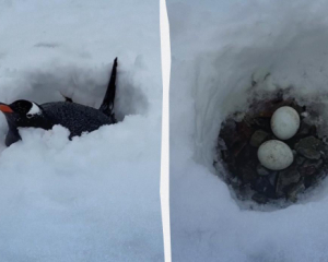 Полярники с &quot;Вернадского&quot; показали, как пингвины высиживают яйца в морозной Антарктиде