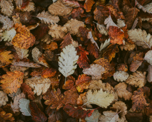 Облачно, в ряде областей - дожди: какой будет погода 17 ноября
