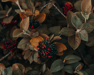 В Україні очікується суттєве похолодання: прогноз на 18 листопада