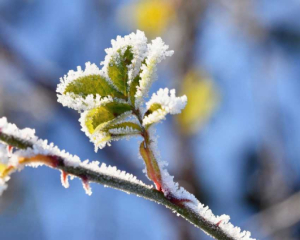 В Киеве зафиксировали первый заморозок