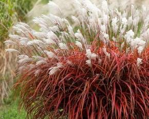 Шість декоративних трав, яким не місце у вашому саду