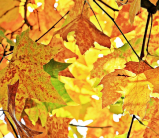 21 листопада в Україні очікується різке потепління