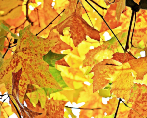 21 листопада в Україні очікується різке потепління