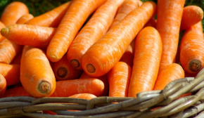 Цены на морковь падают: что произошло