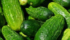 В Україні зросли ціни на тепличні огірки