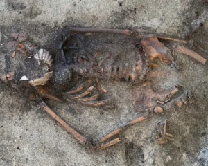 Захоронение женщины эпохи викингов удивило ученых раковинами во рту усопшей