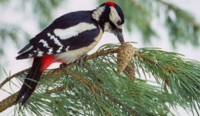 Что сделать женщинам сегодня, чтобы призвать счастье: приметы в Климентов день